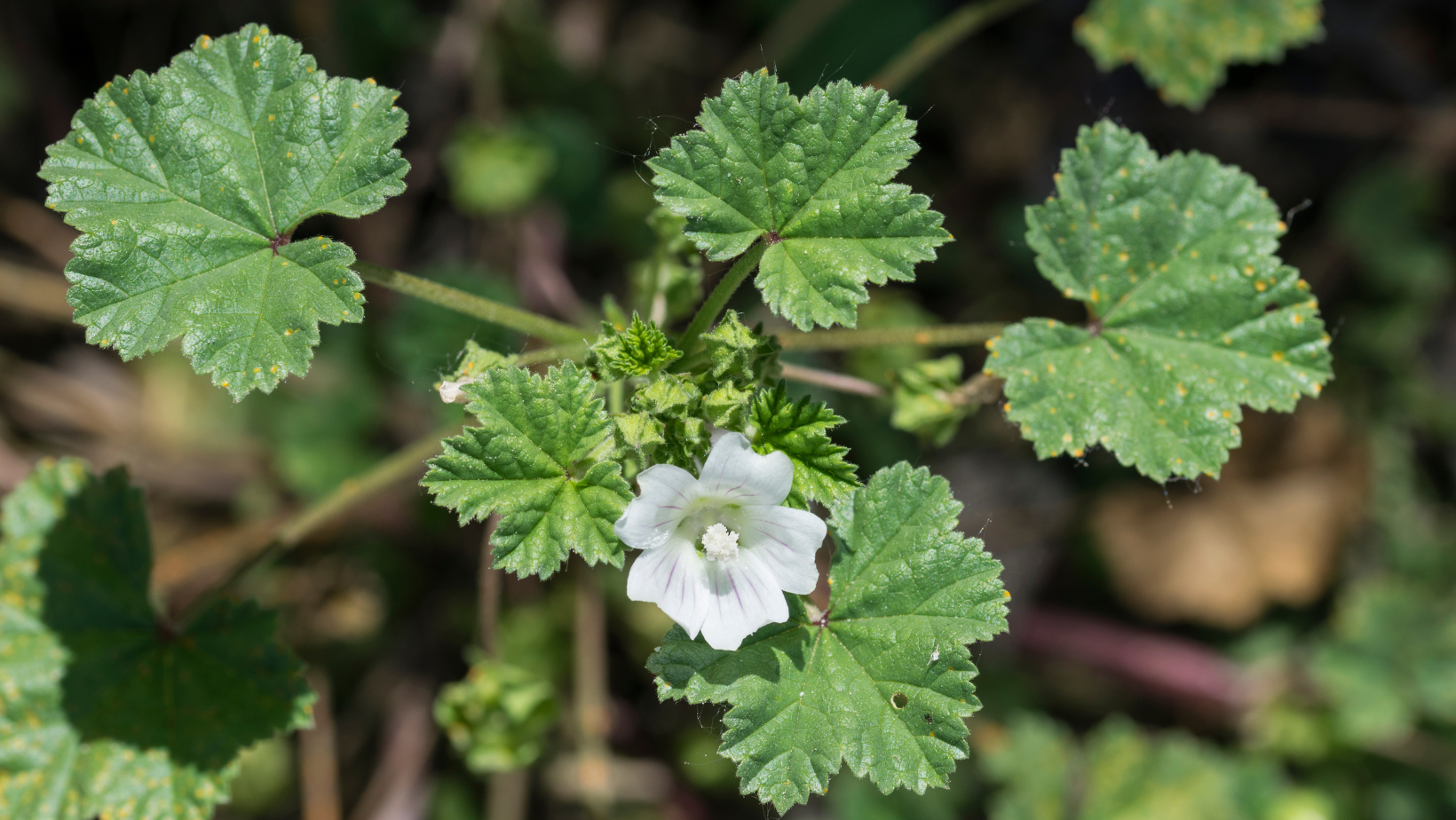 Mallow: You've gotta try any plant that has a "cheese wheel"