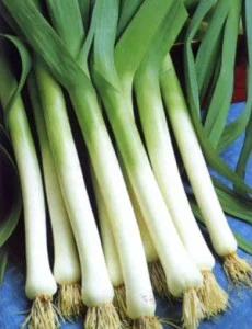 leek