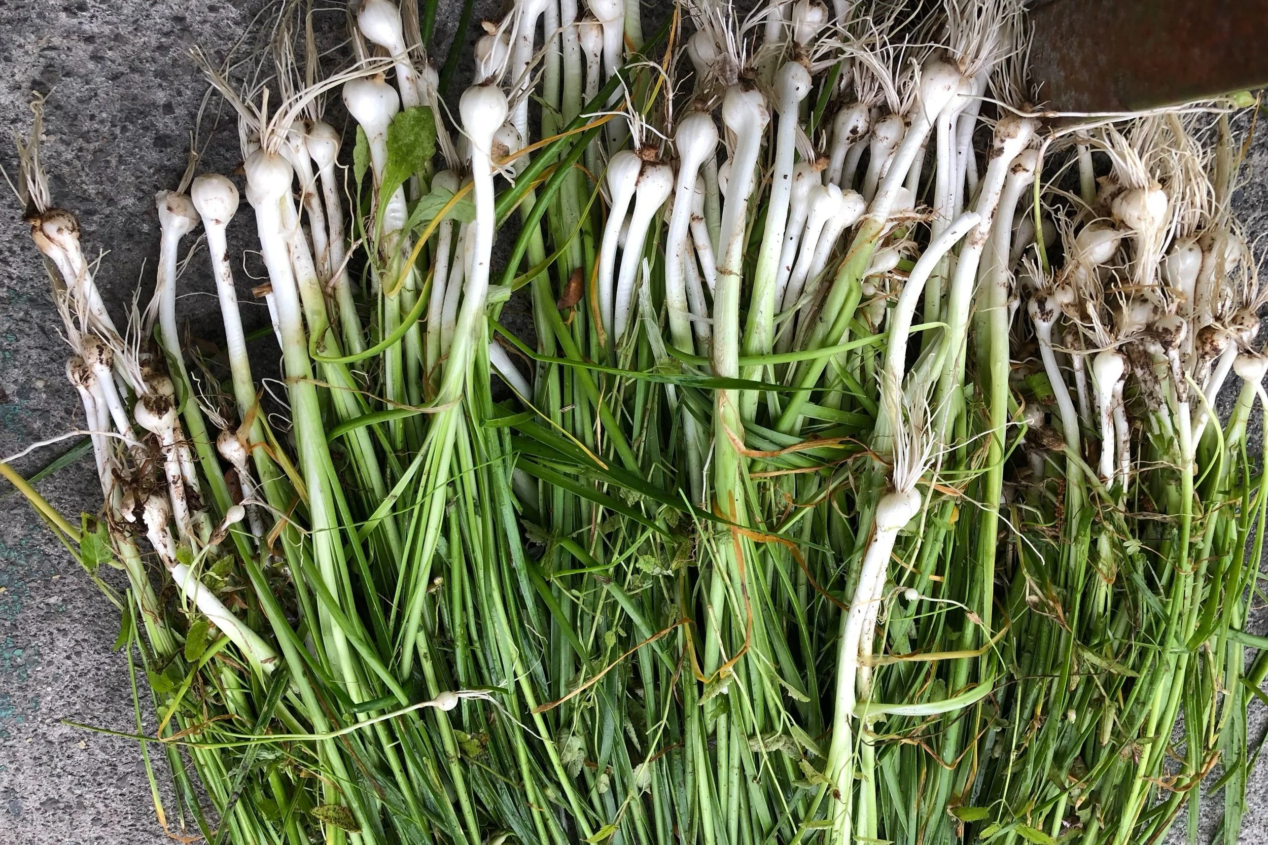 Wild Onion Lily