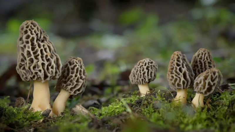 Wood Chip Morels