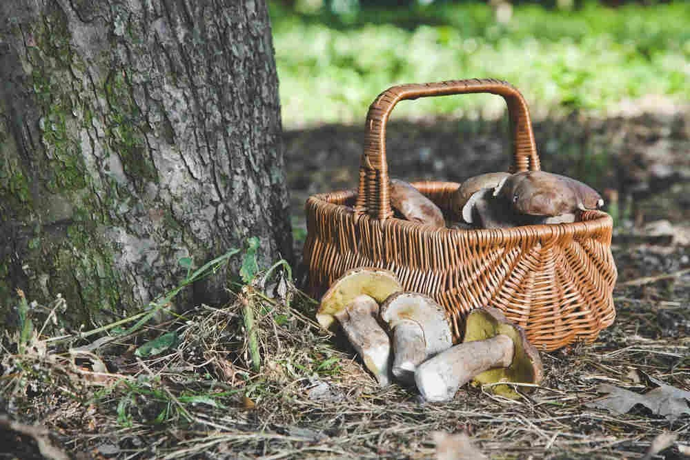 basket of mushrooms