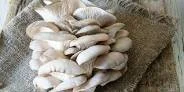 Oyster Mushrooms