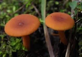 Candy Cap Mushrooms