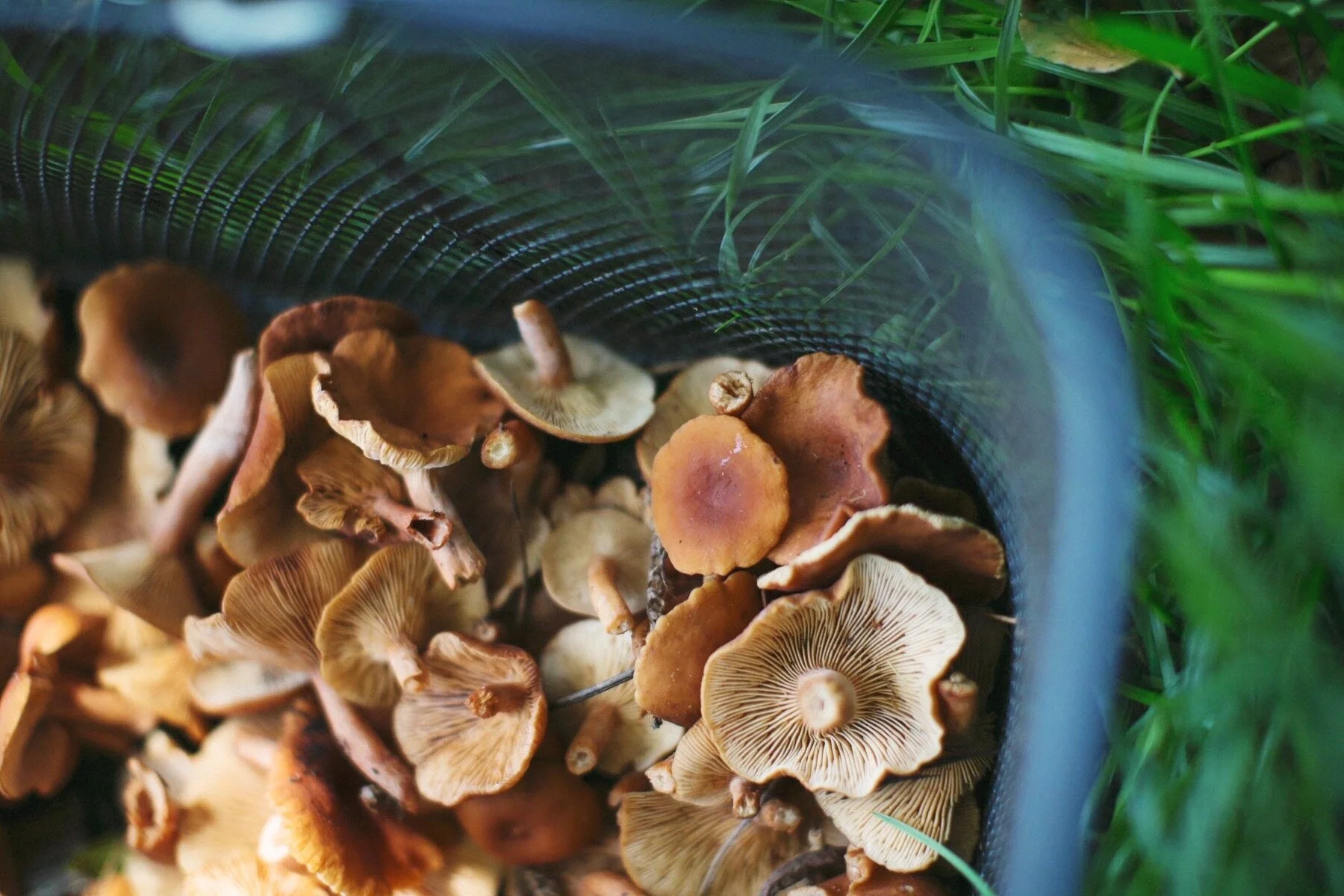 mushrooms