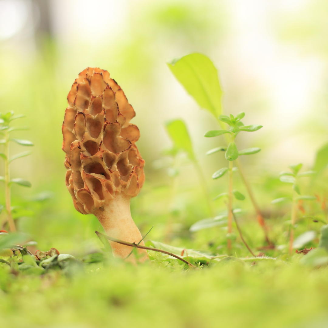  Morchella Americana: California’s Only True Blonde Morel