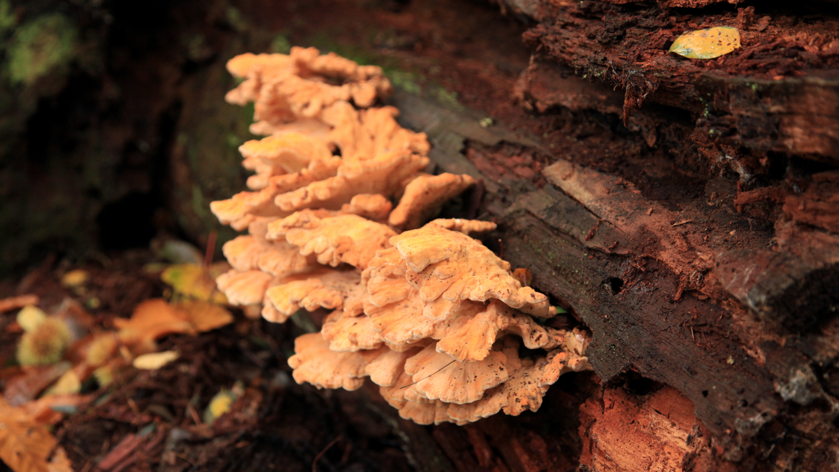 Chicken of the Woods: The Perfect Meat Substitution Mushroom