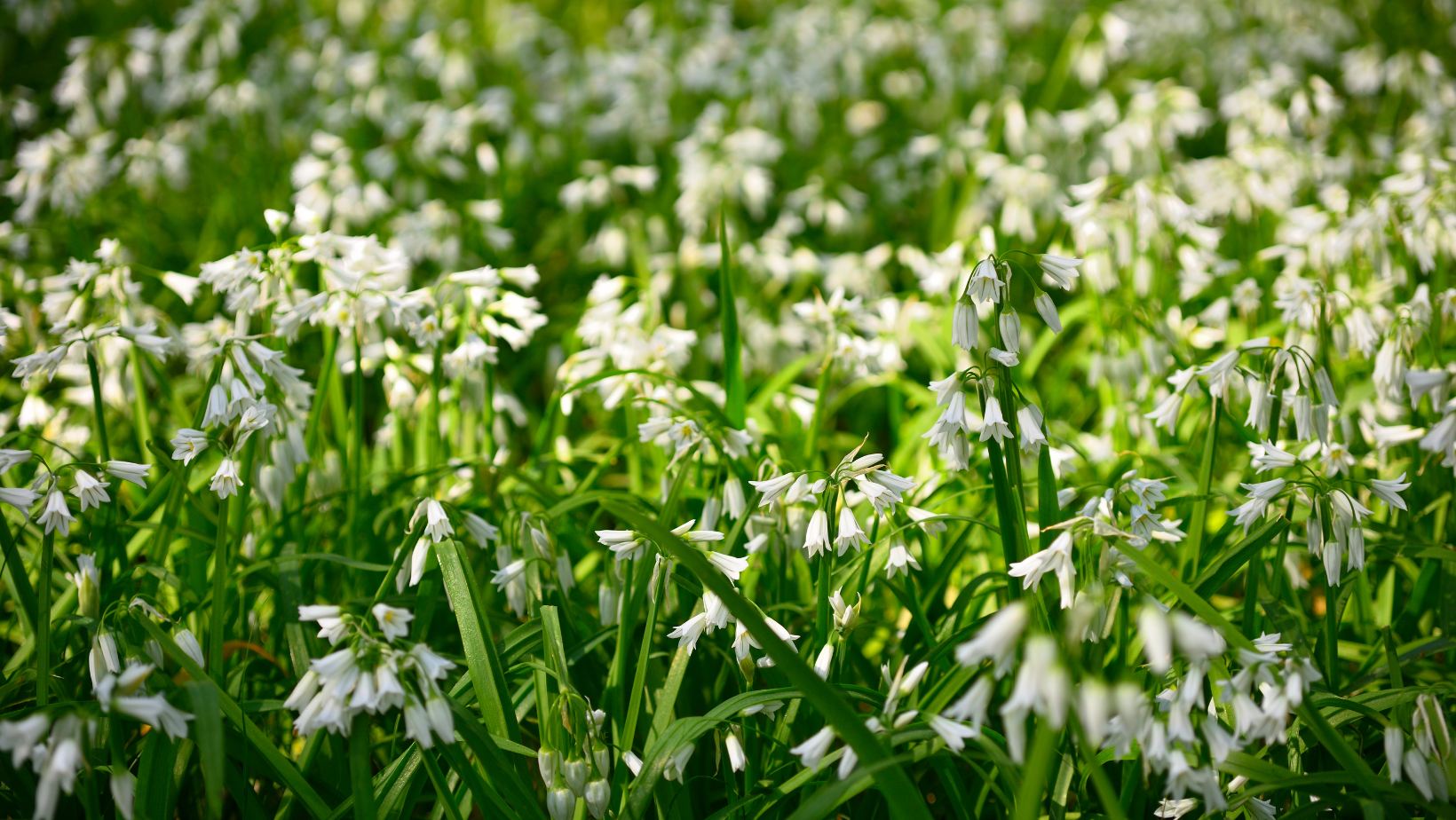 Wild Onions: Natures delectable answer to scallions