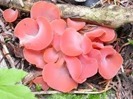 Apricot Jelly Mushrooms