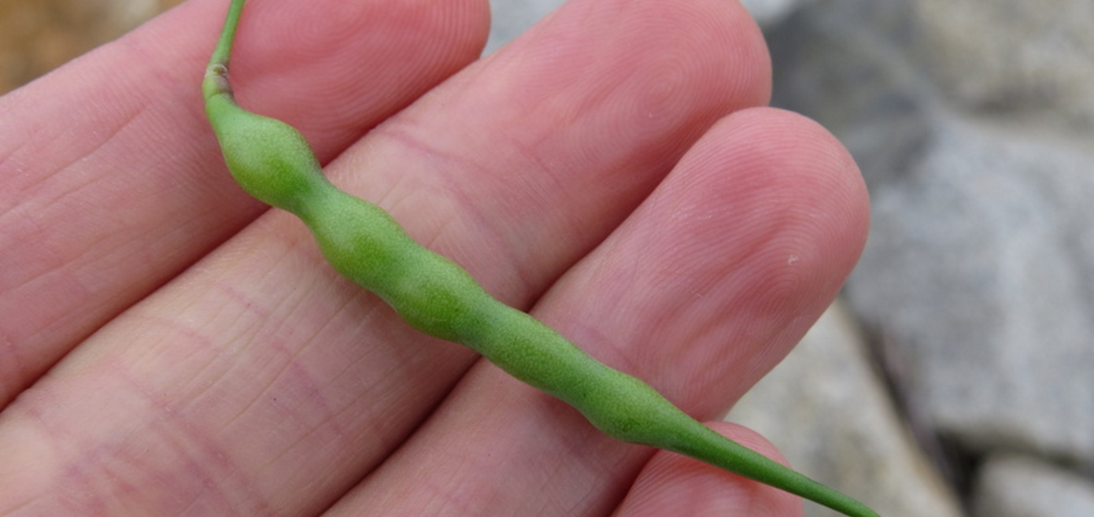 Wild radish seed pod