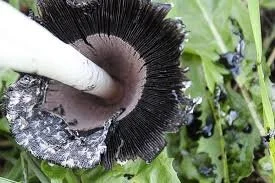 Shaggy Mane Mushroom