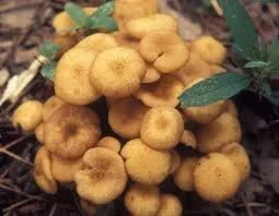 Honey Mushrooms