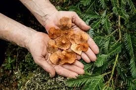 Chicken of the Woods