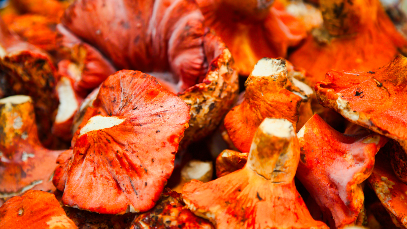 Making A Memorable Wild Mushroom Dish For Thanksgiving!