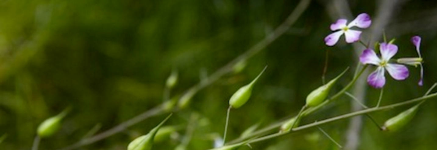 Wild Mustard