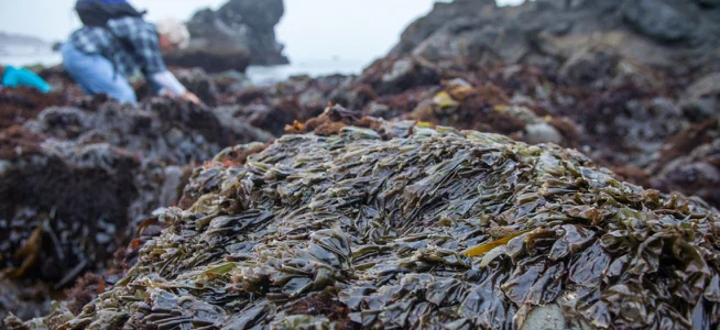Nori seaweed