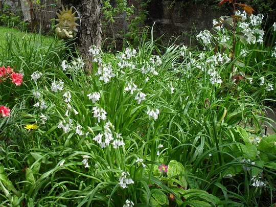 Wild Onion Lily