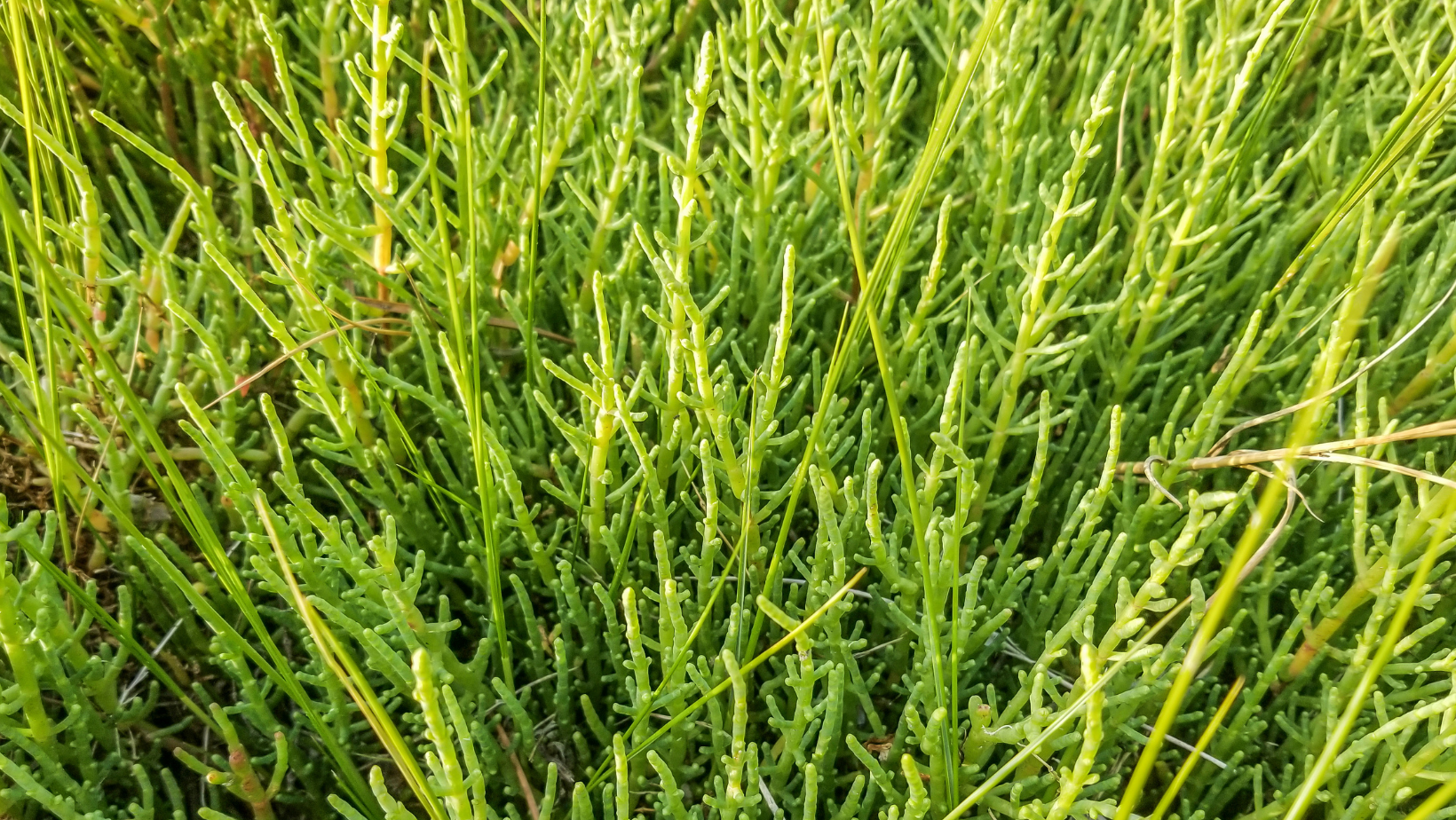 Seabeans: The perfect "pickle weed" of the tide zone