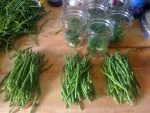 Fresh Dill