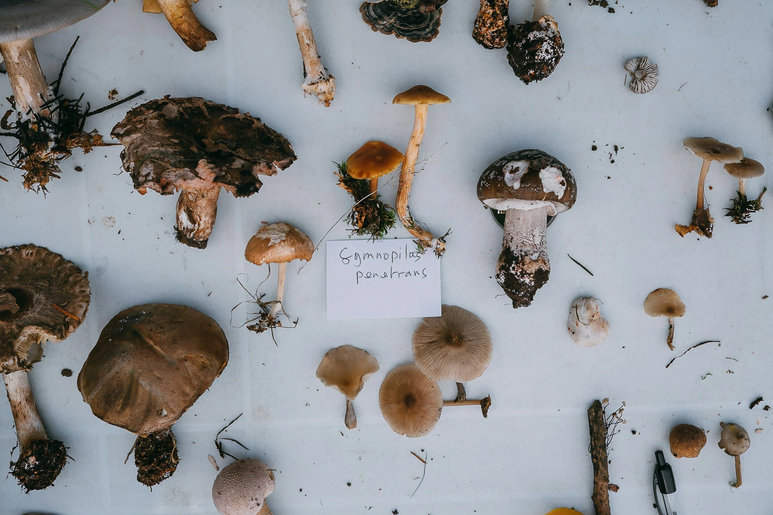 Chp 1. Mushrooms