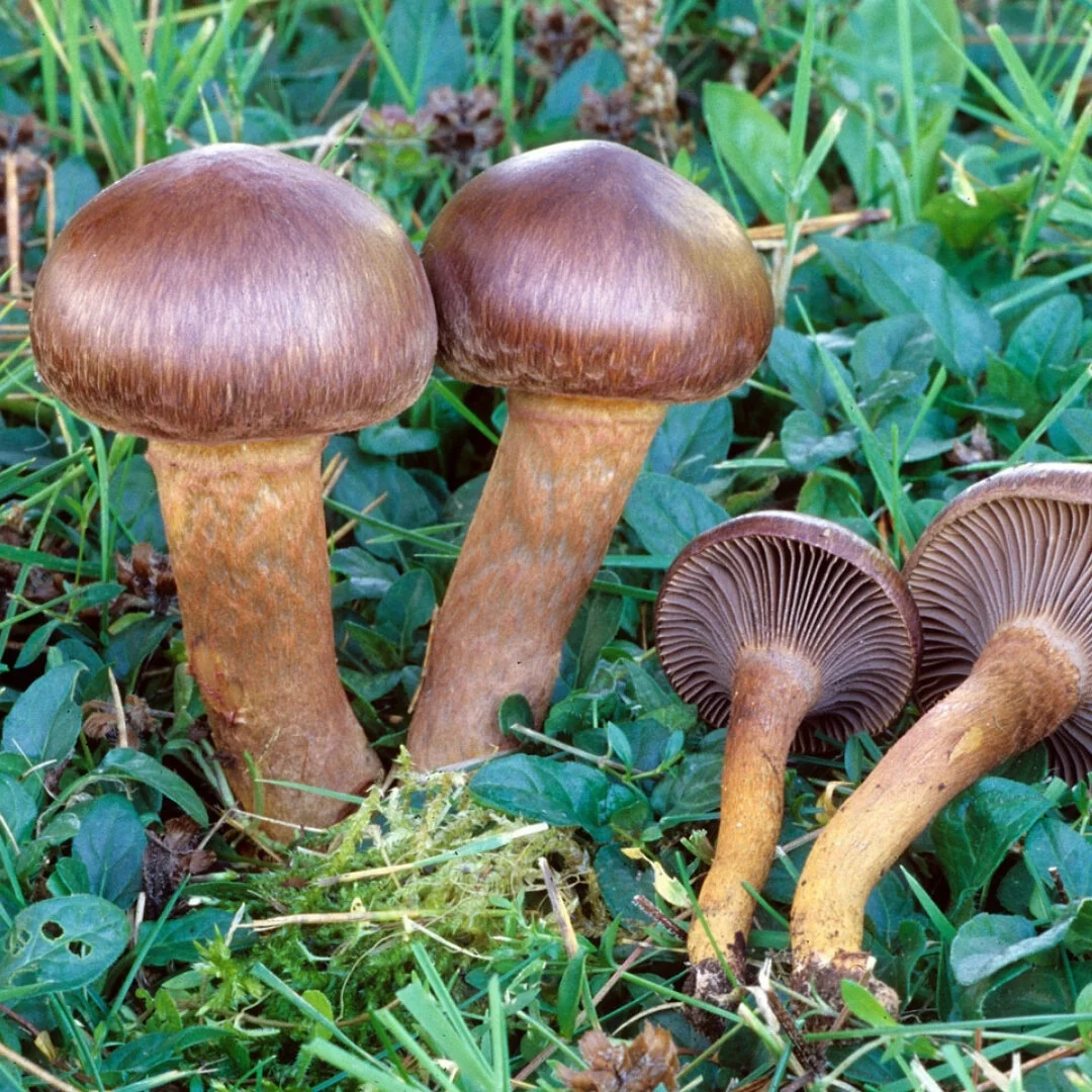 Think Mushroom Season Is Over? Look For Pine Spikes!
