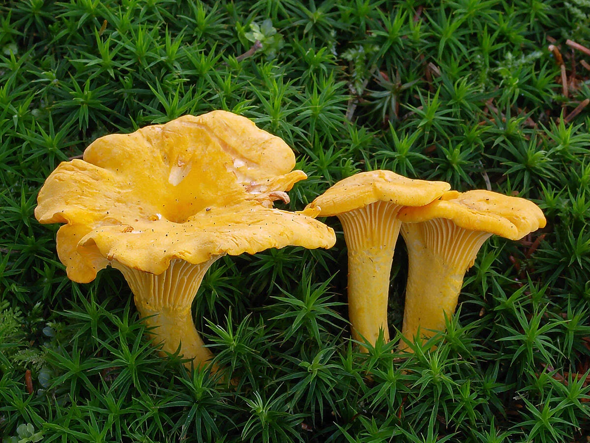 Chanterelle Mushroom