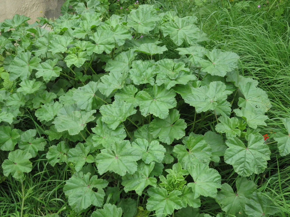 Mallow plant