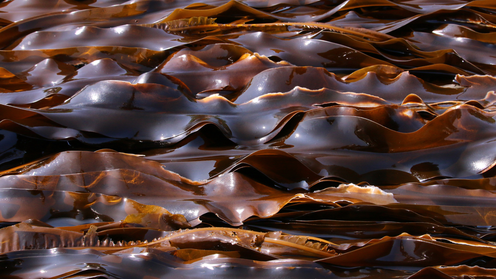 Kombu Seaweed: The Umami Superfood!