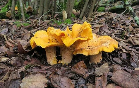 Chanterelles (Cantharellus)