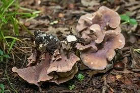 Pig’s Ear Mushroom