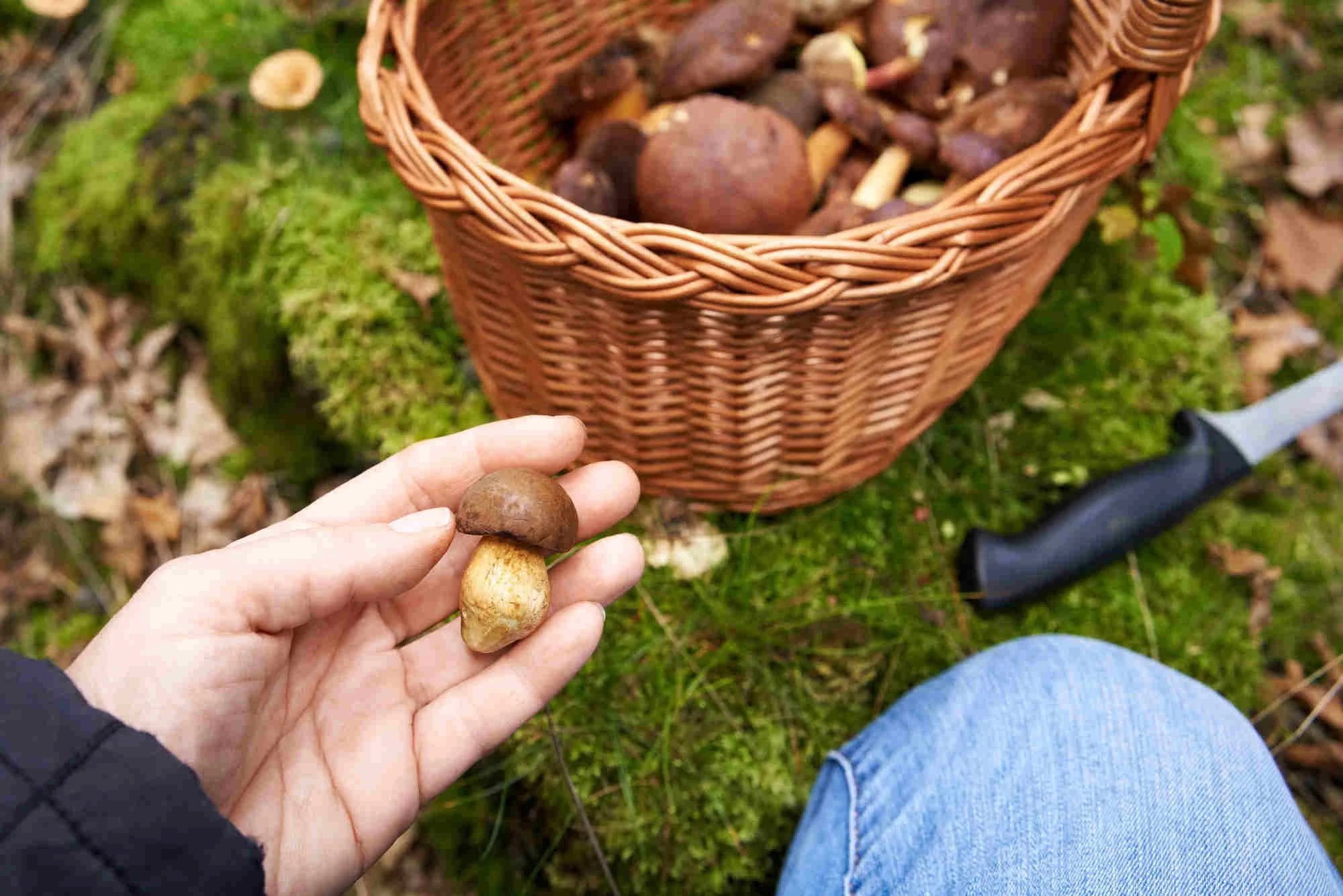 Hand holding a small pine bolete