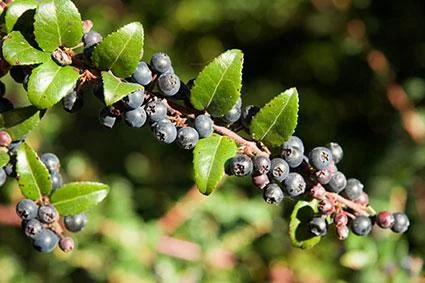 Evergreen Huckleberry