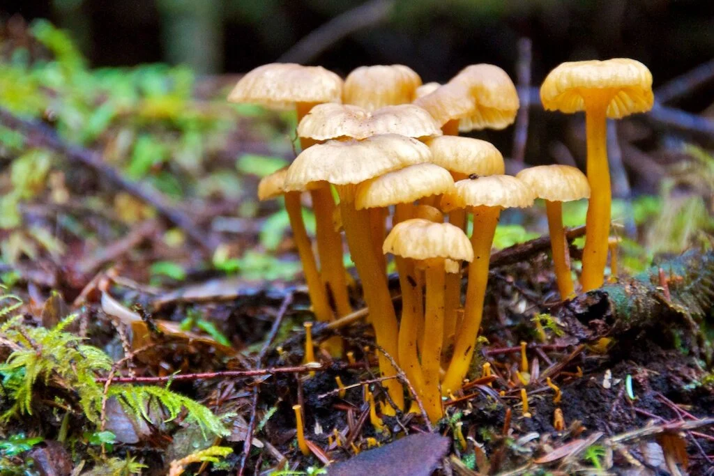 Winter Chanterelles
