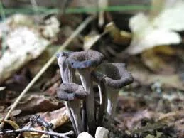 Black Trumpet Mushrooms