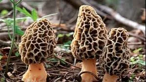 Morels (Morchella)