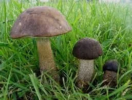 Birch Bolete Mushrooms