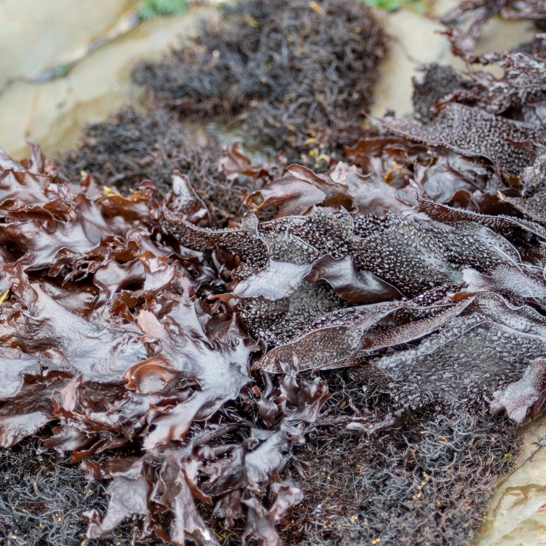 3 Unique Northern Californian Seaweeds that Grow Close to Shore