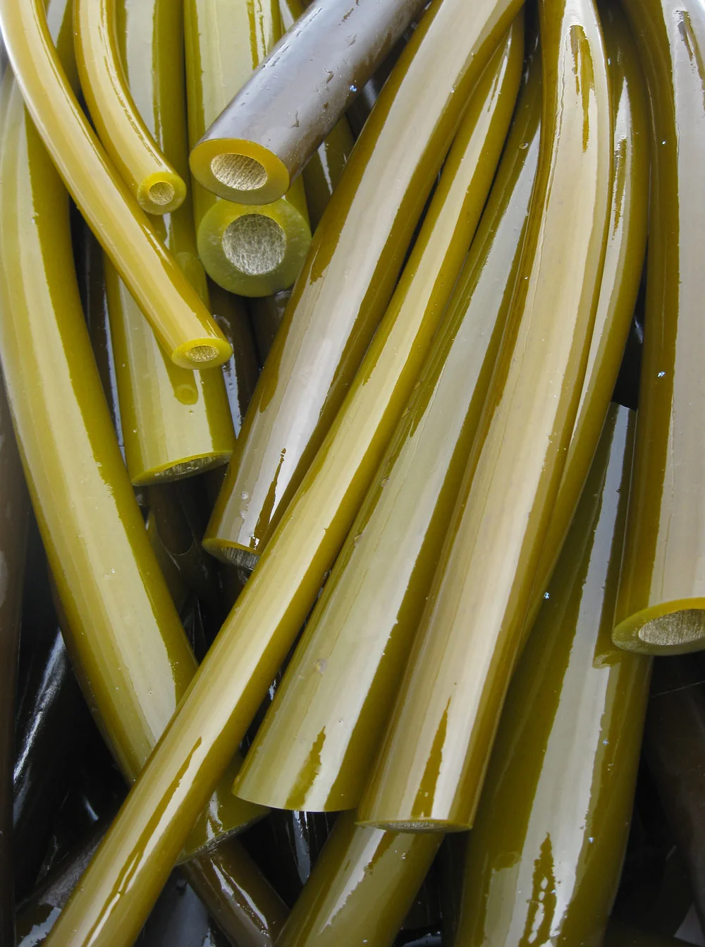 Bullwhip kelp