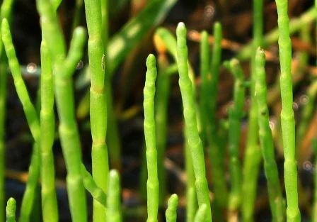 Pickleweed