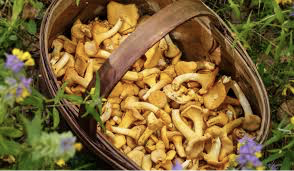 Chanterelles
