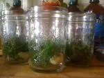 Dilly in a jar