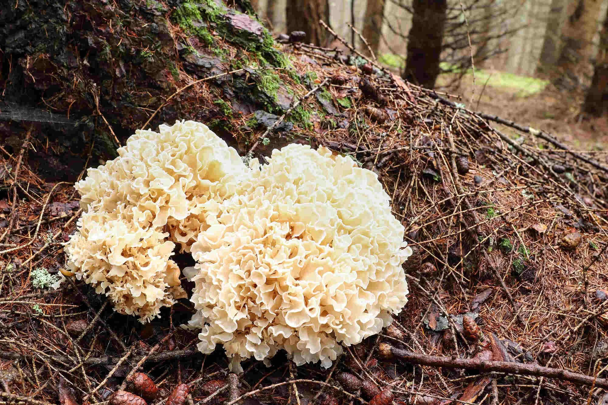 Cauliflower mushrooms grow under a tree