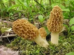 Blonde Morel