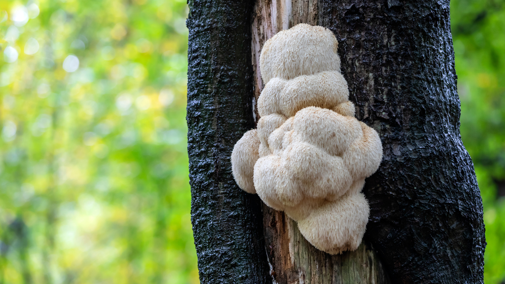 The Amazing Medicinal Benefits Of Lion’s Mane Mushrooms