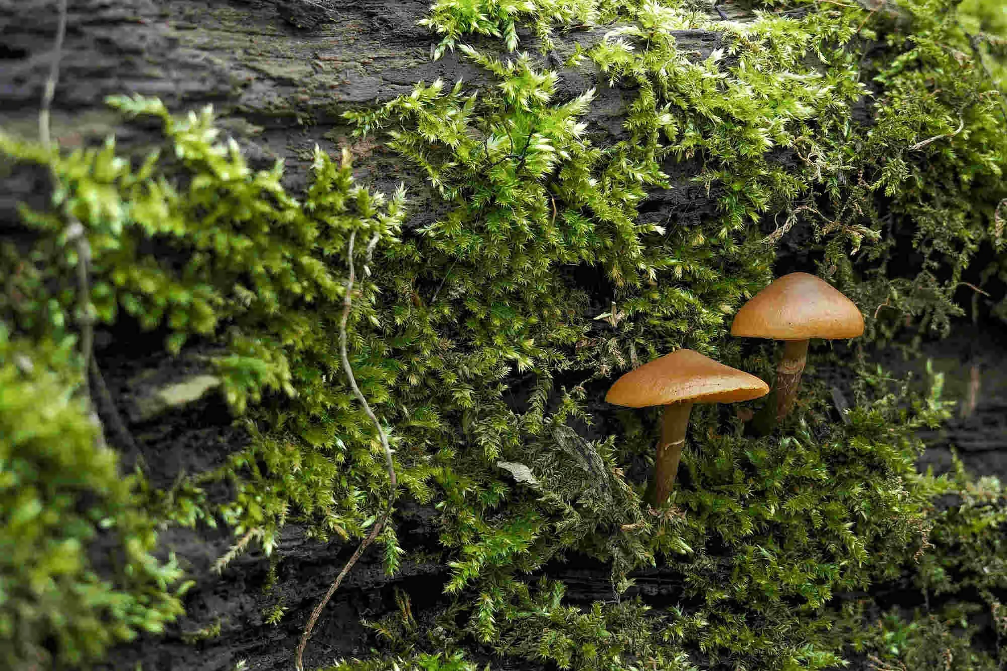 Galerina marginata poison mushroom