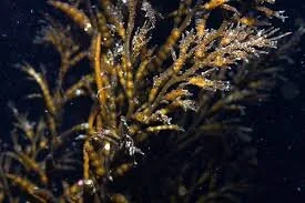 Chainbladder Kelp