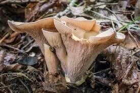 Pig's Ear