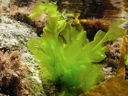 Sea Lettuce