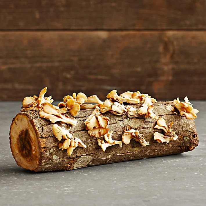 Oyster mushroom